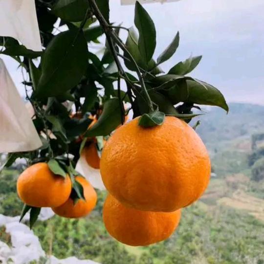 东坡区陶鲜果水果店