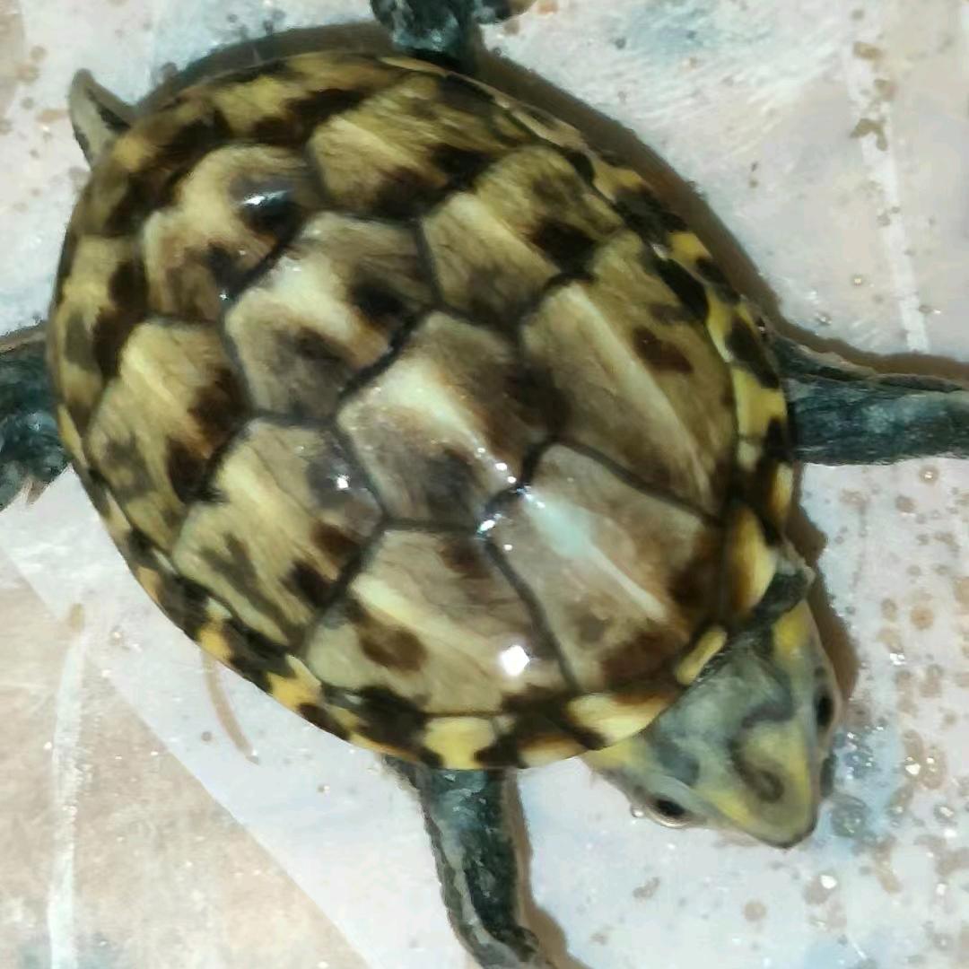 锦丽龟鳖水产养殖