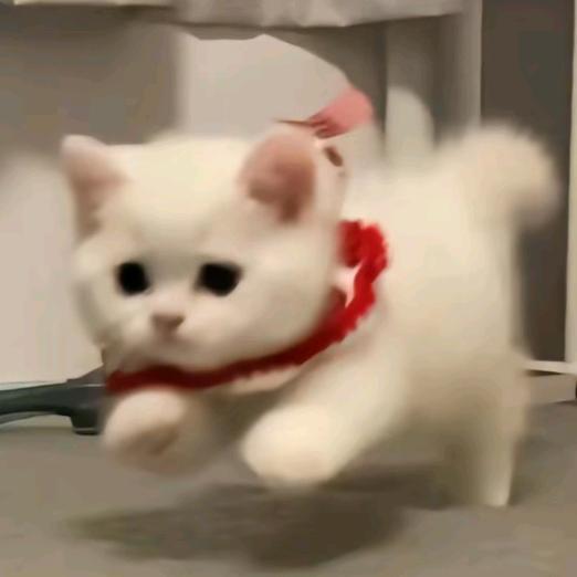 蓝楹花