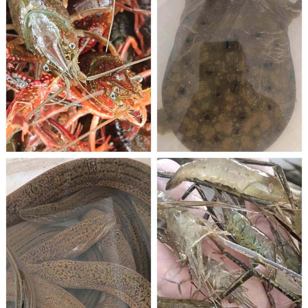 大伟哥水产批发