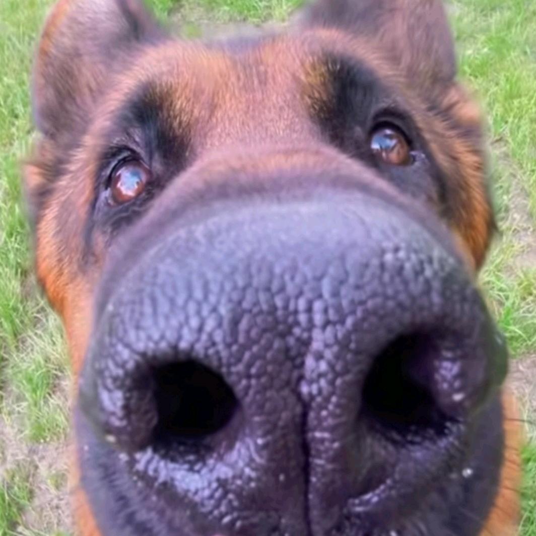 鼻屎炒饭加个蛋