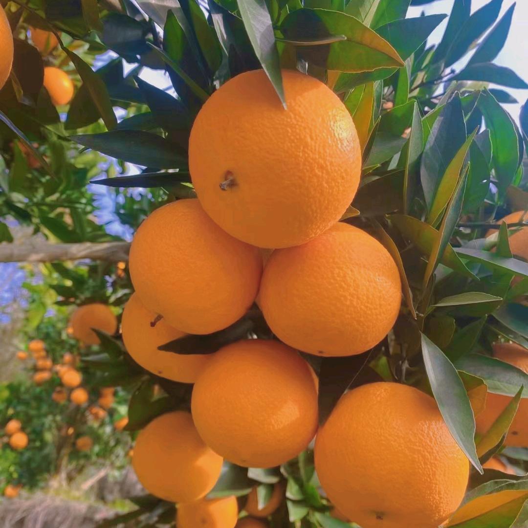 春风满面