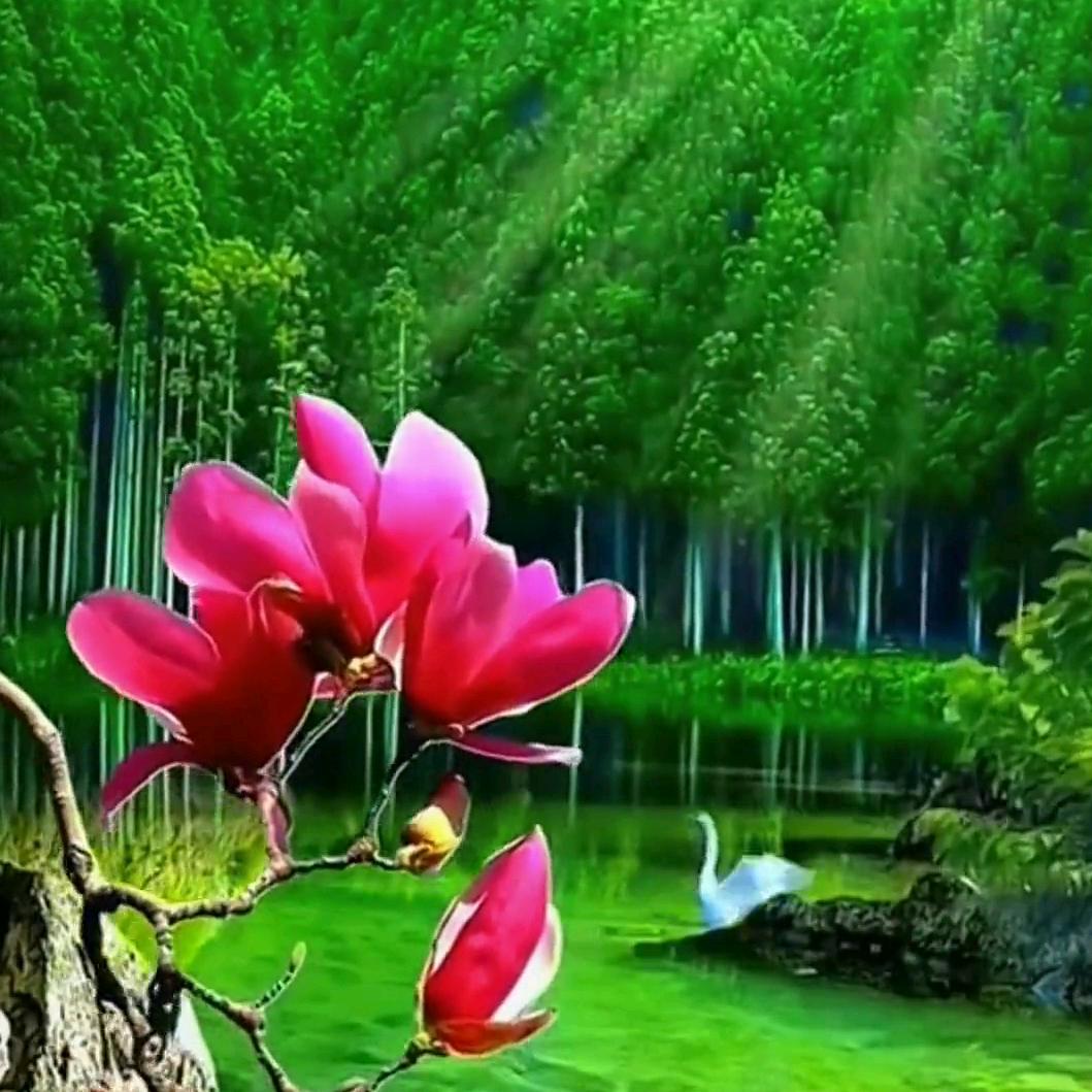 桅梦
