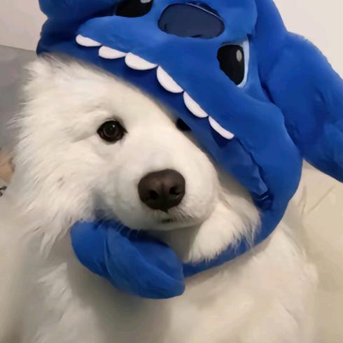 Aaa秋秋子.