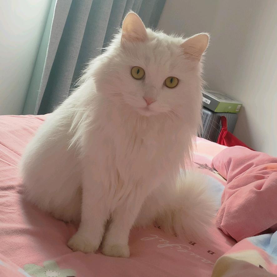 🌈养只猫rua