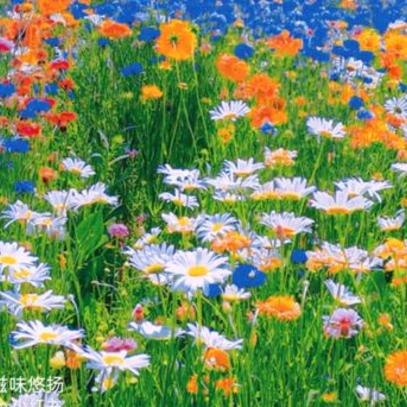 十万粉丝，7000会员，青铜段位不要礼物