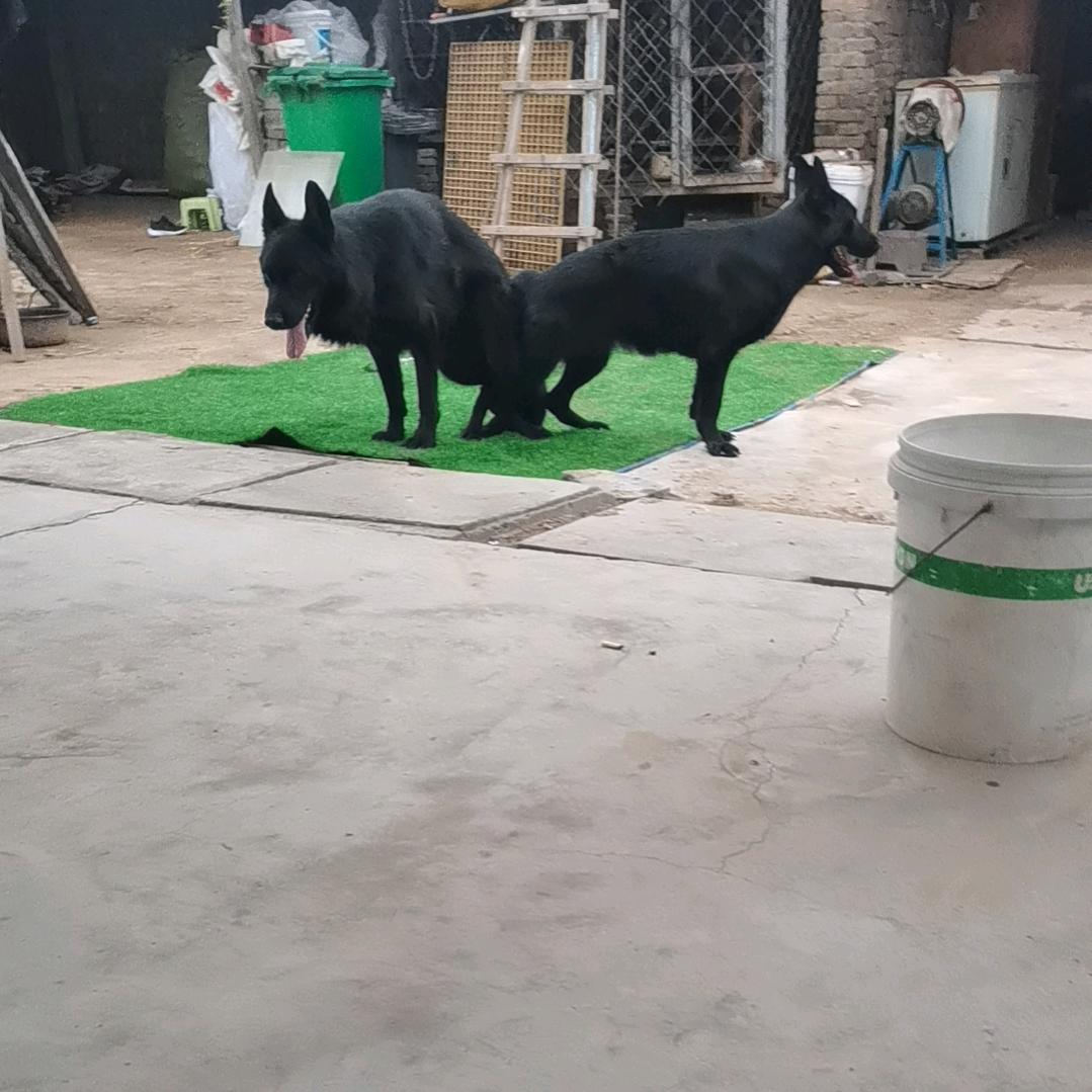 洪洞锋哥黑德牧