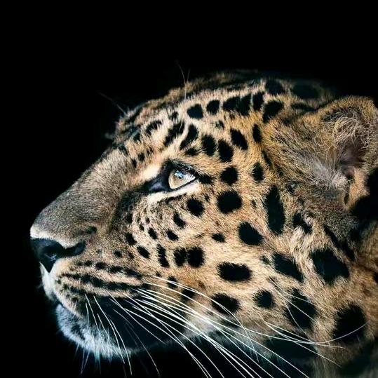 ⭐️画饼大叔🌟