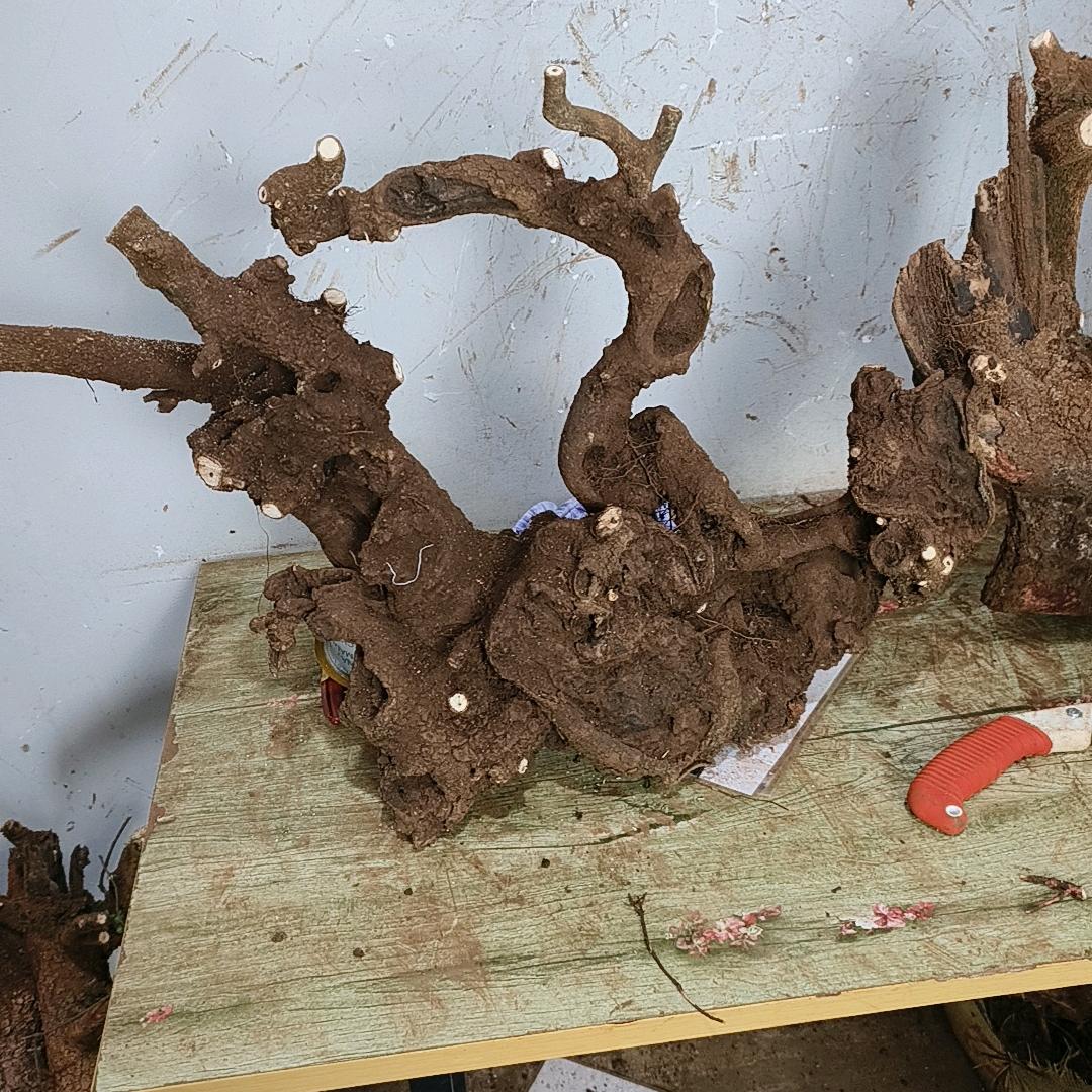 圣雅盆艺