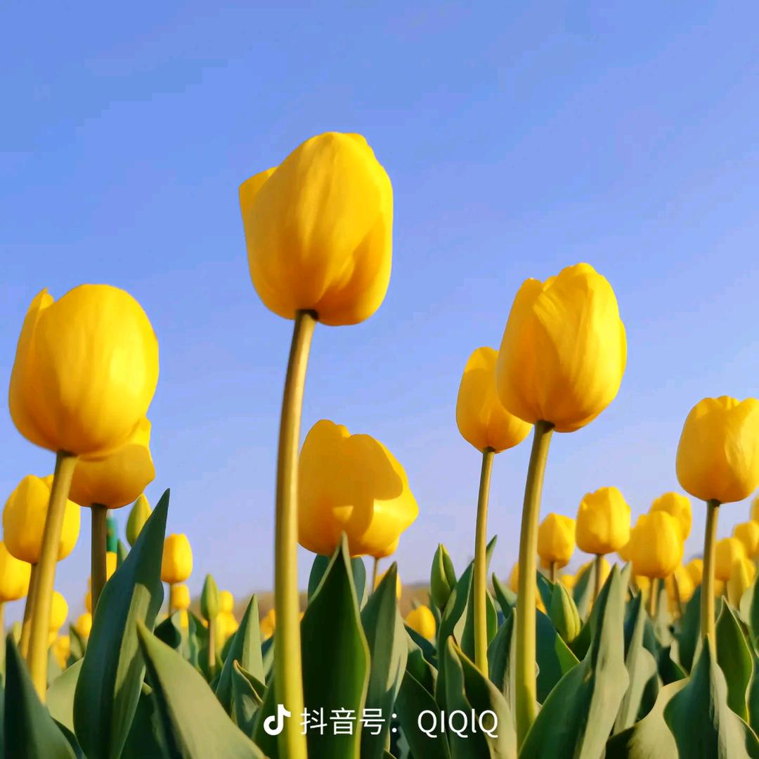 美丽的阿姨