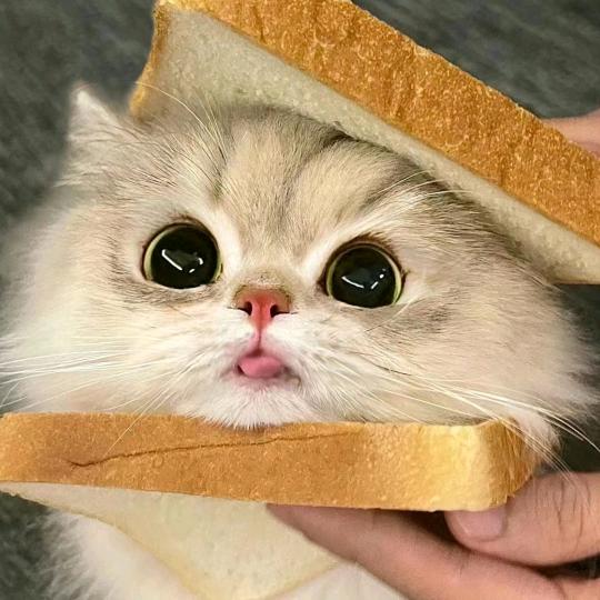 甜柚（测评版）