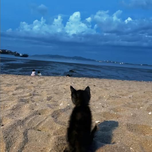 一个忧郁的土豆🥔