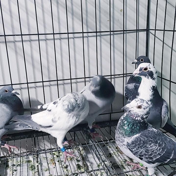 大成子鸽舍