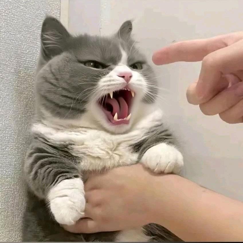 ᥫᩣ  𝒕𝒊𝒎𝒎𝔂