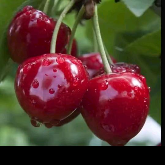 靠别人顶多是昙花一现，靠自己才是春暖花开