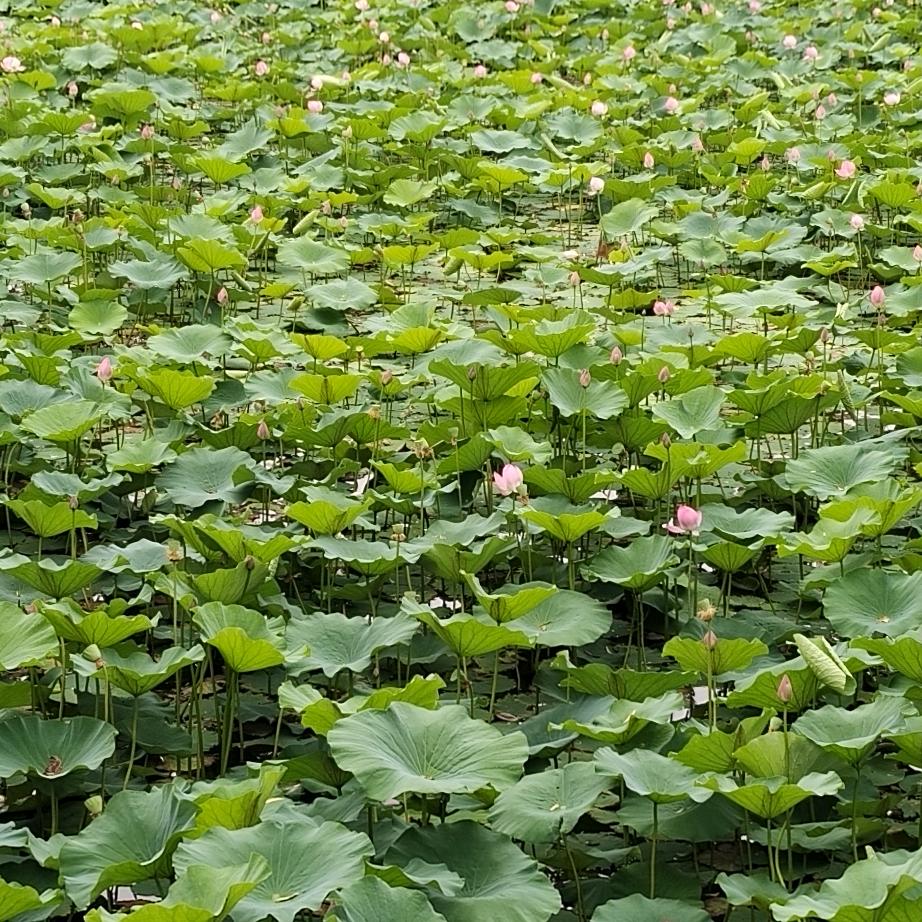 吥悳