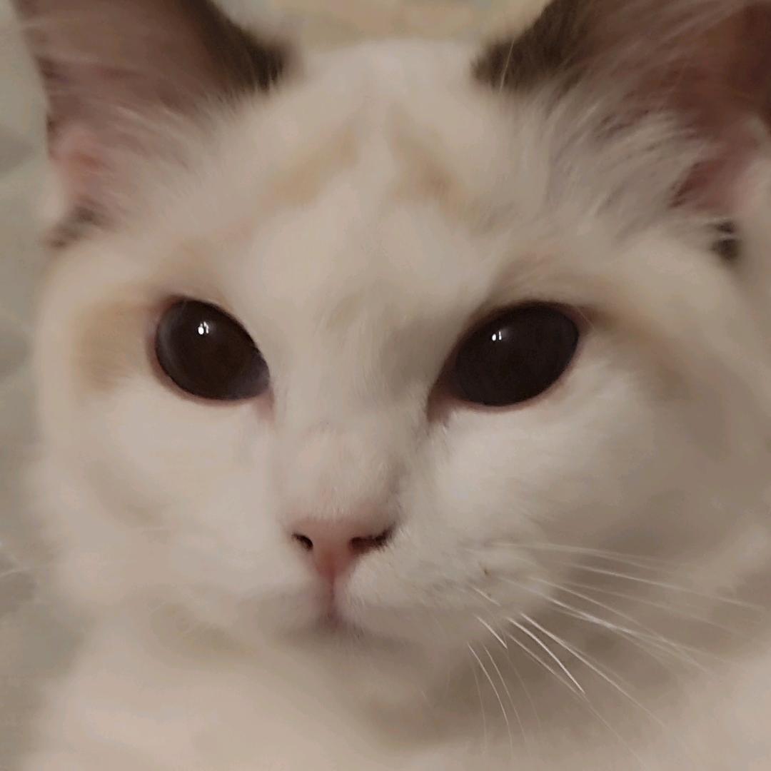 李铁锤