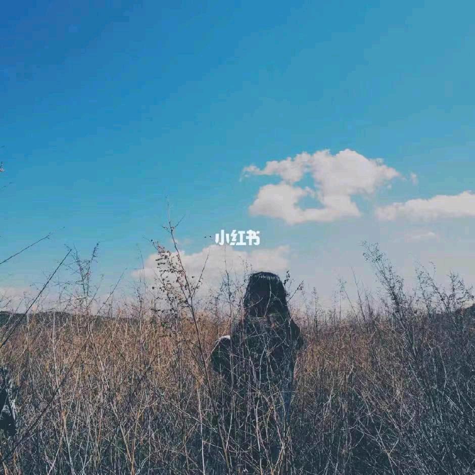 小黄毛