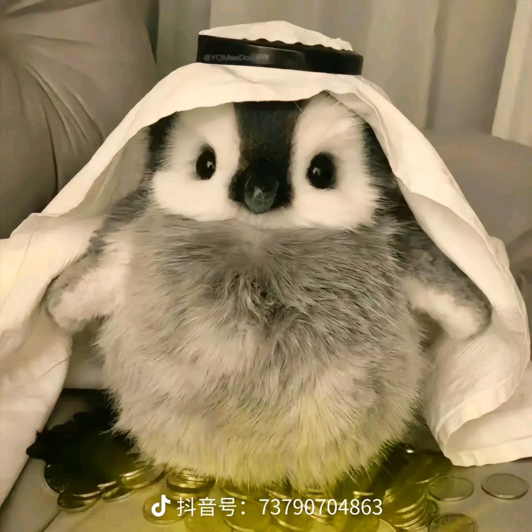 小宝•