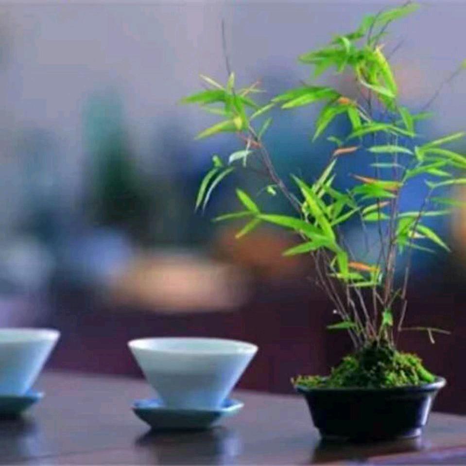 飞扬