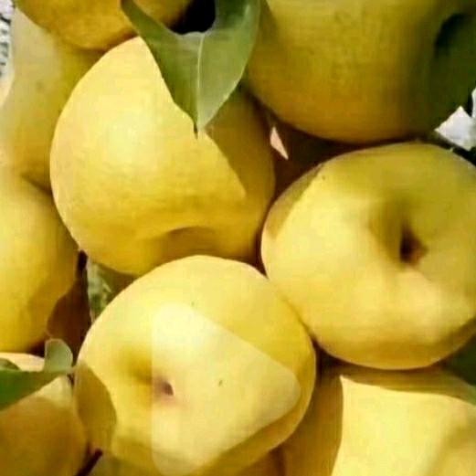 酥🍐