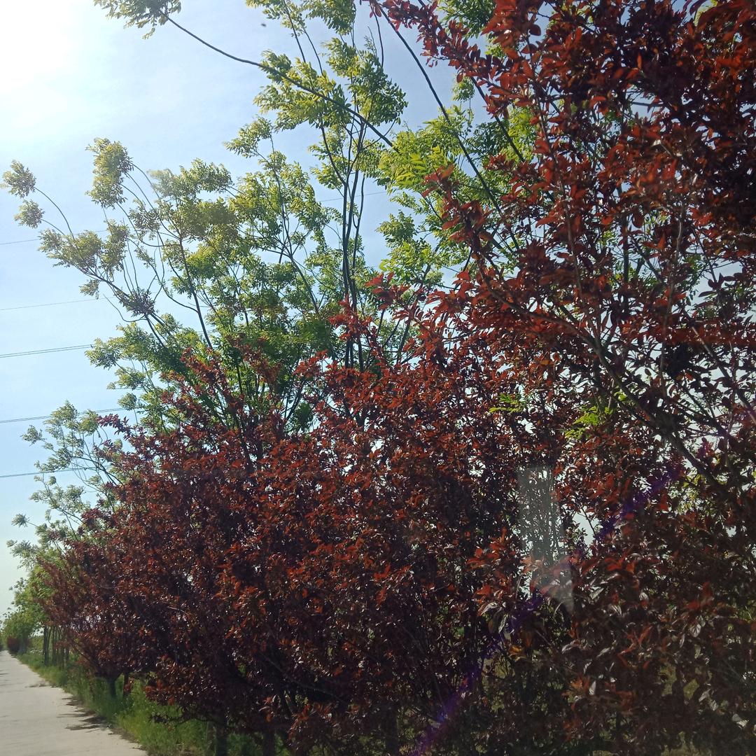 开挖掘机的刘姐