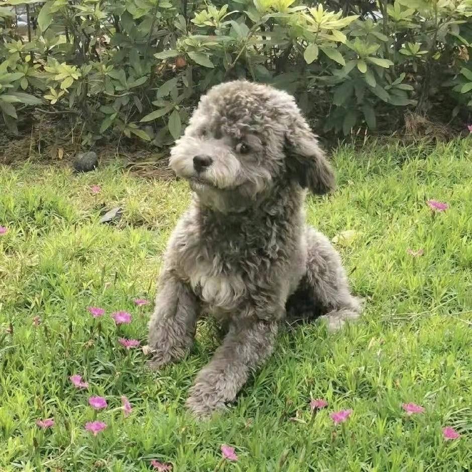 菜狗