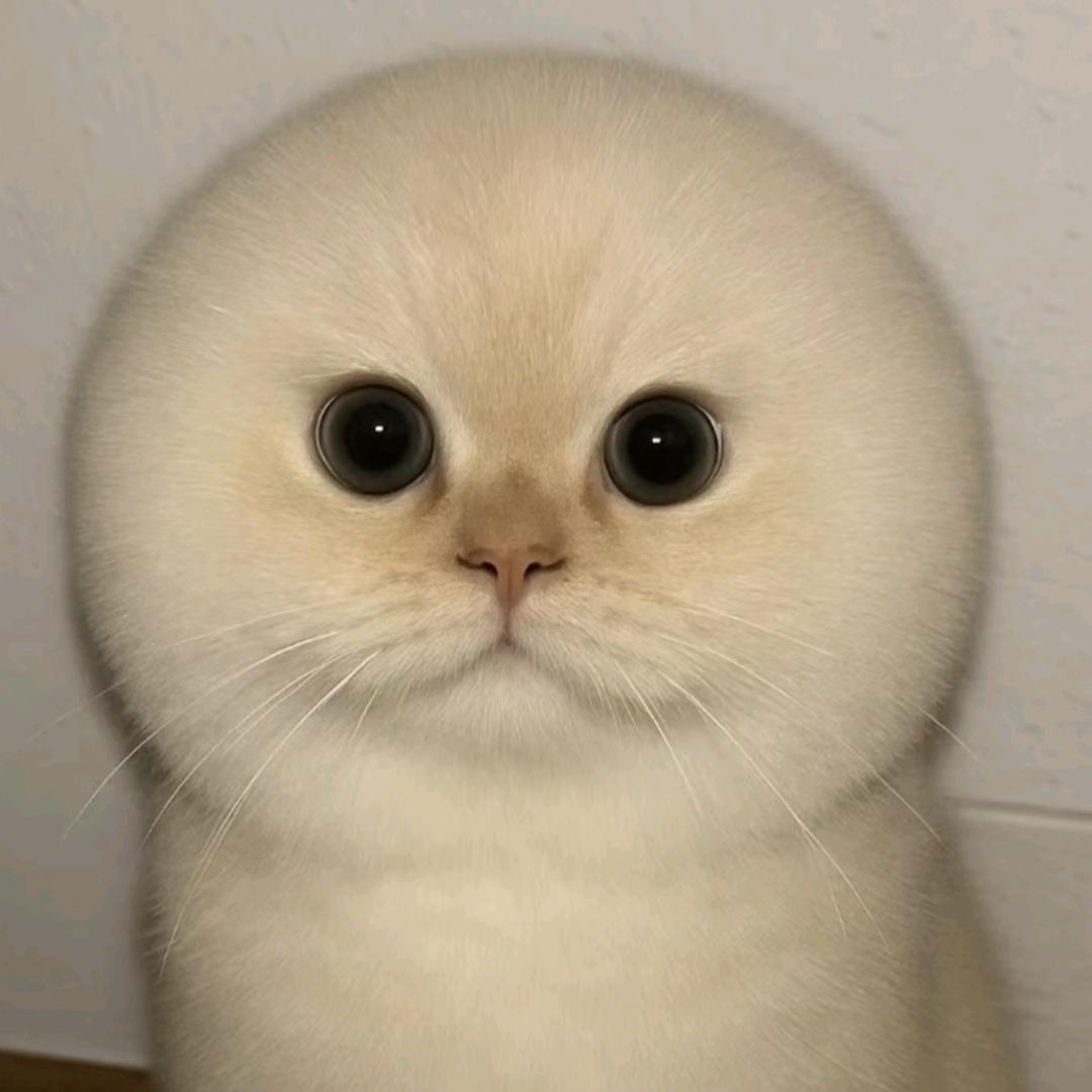 脑灵光