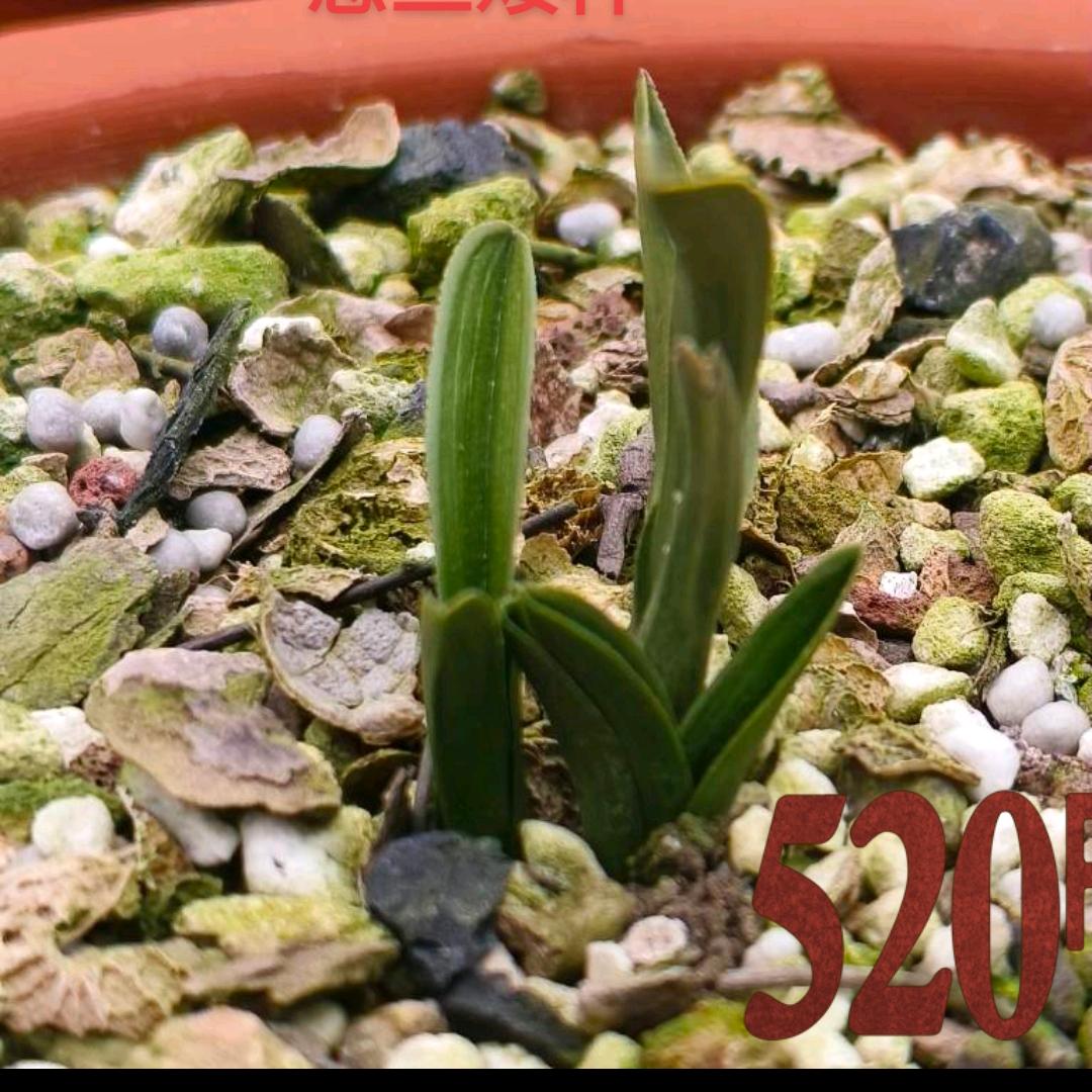 古香兰苑花卉