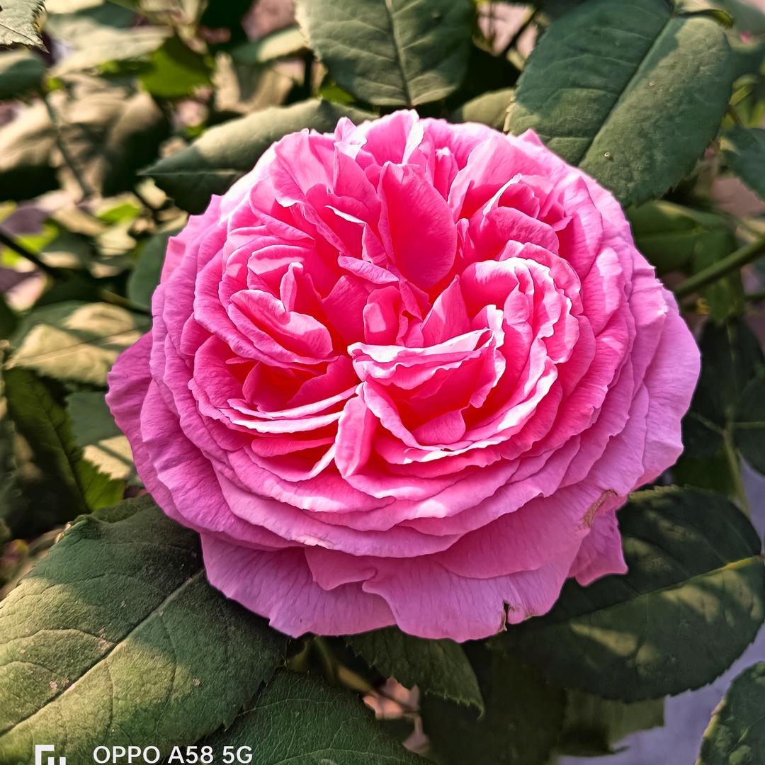 1274874789（WGB)@抖音号