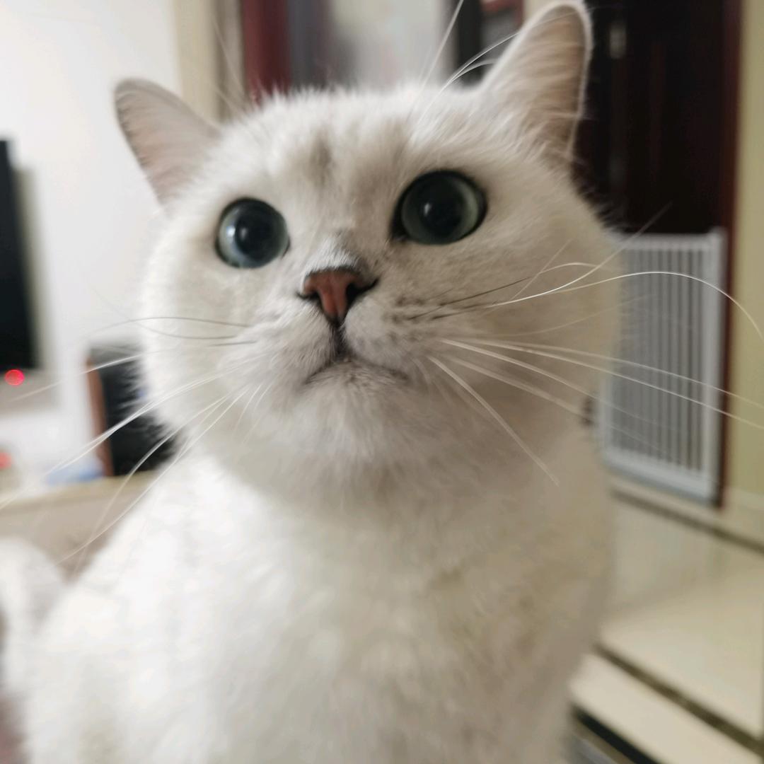 🍊橘子🐋⁶⁰⁹