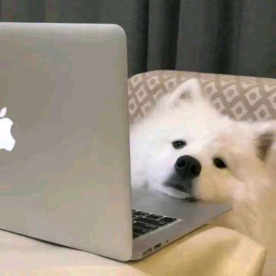华盖局