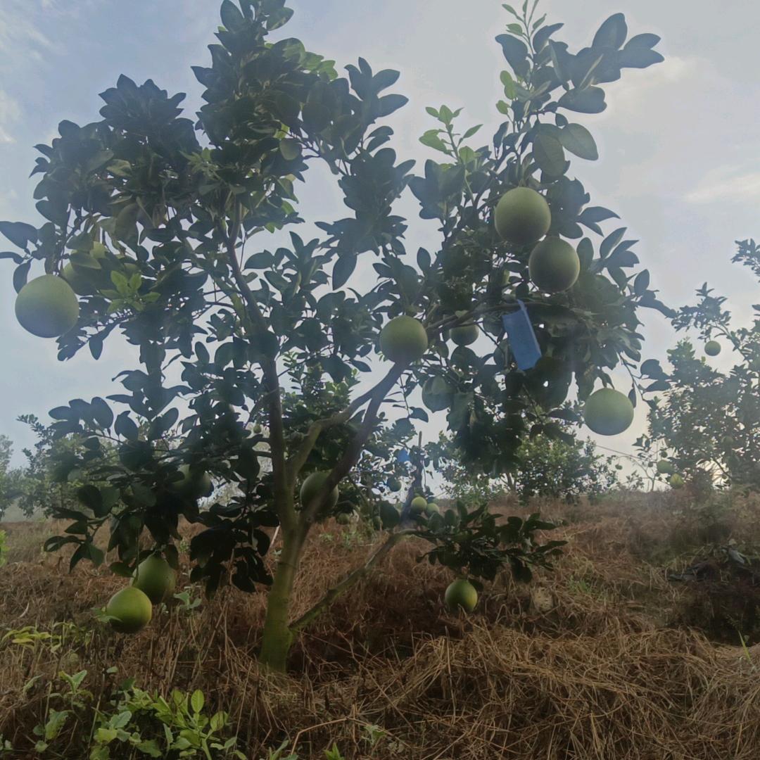 泰国红宝石种植农场