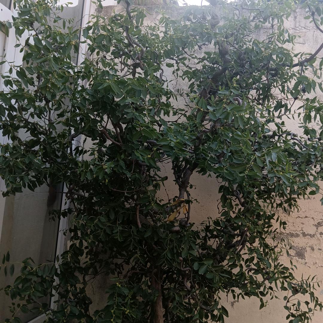 盘龙枣