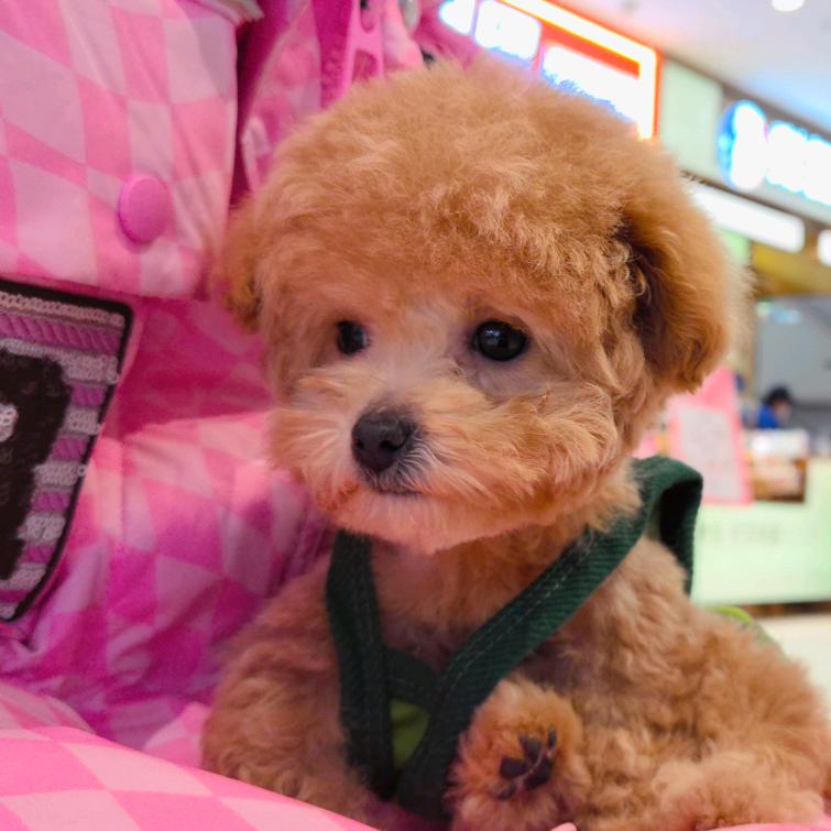 熙熙哈哈🐶