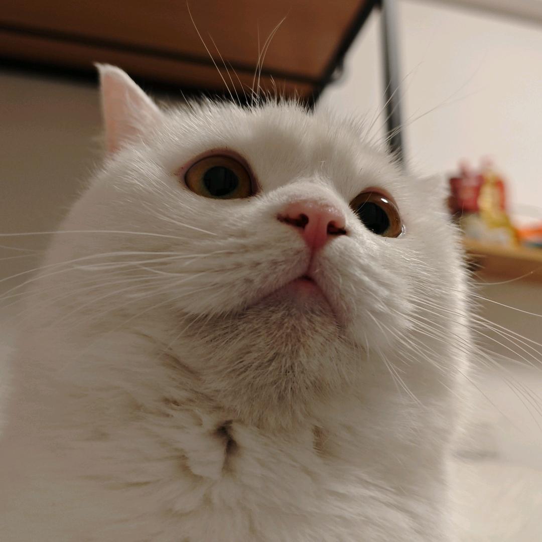 暖脚猫猫头