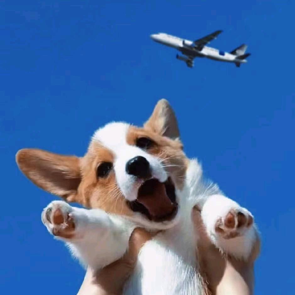 猫迎