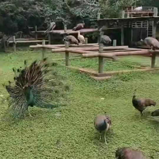 有苦藏在心《余》