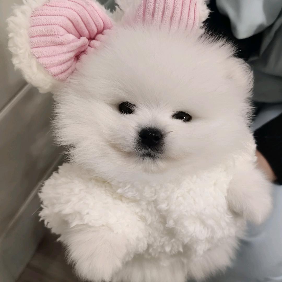 小新不是小毛球