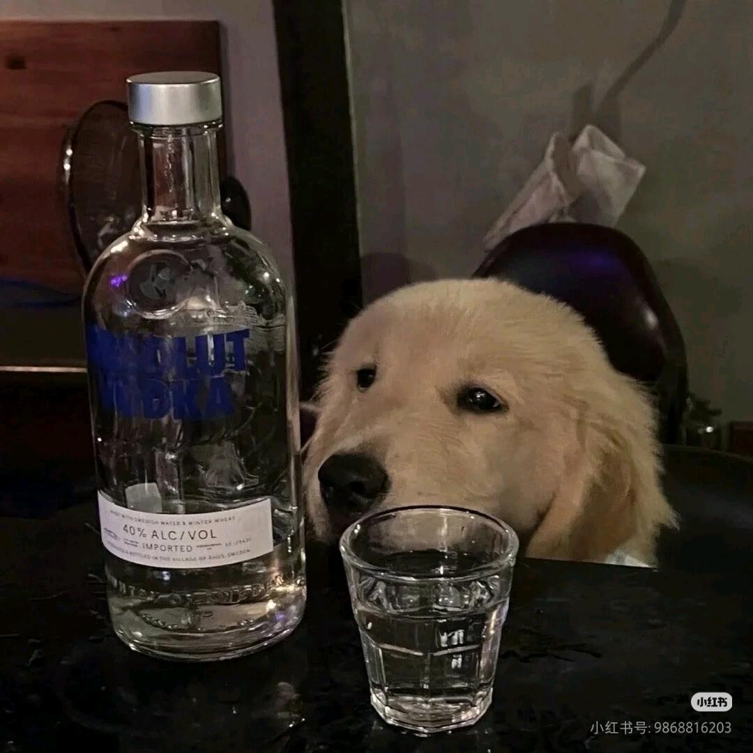 𝗣𝘂𝗽𝗽𝘆𝗼𝗼🐶