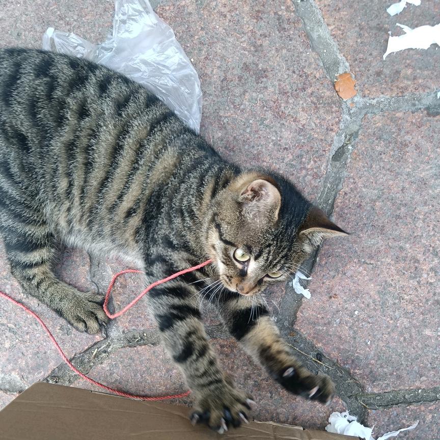 我真的不是王先生