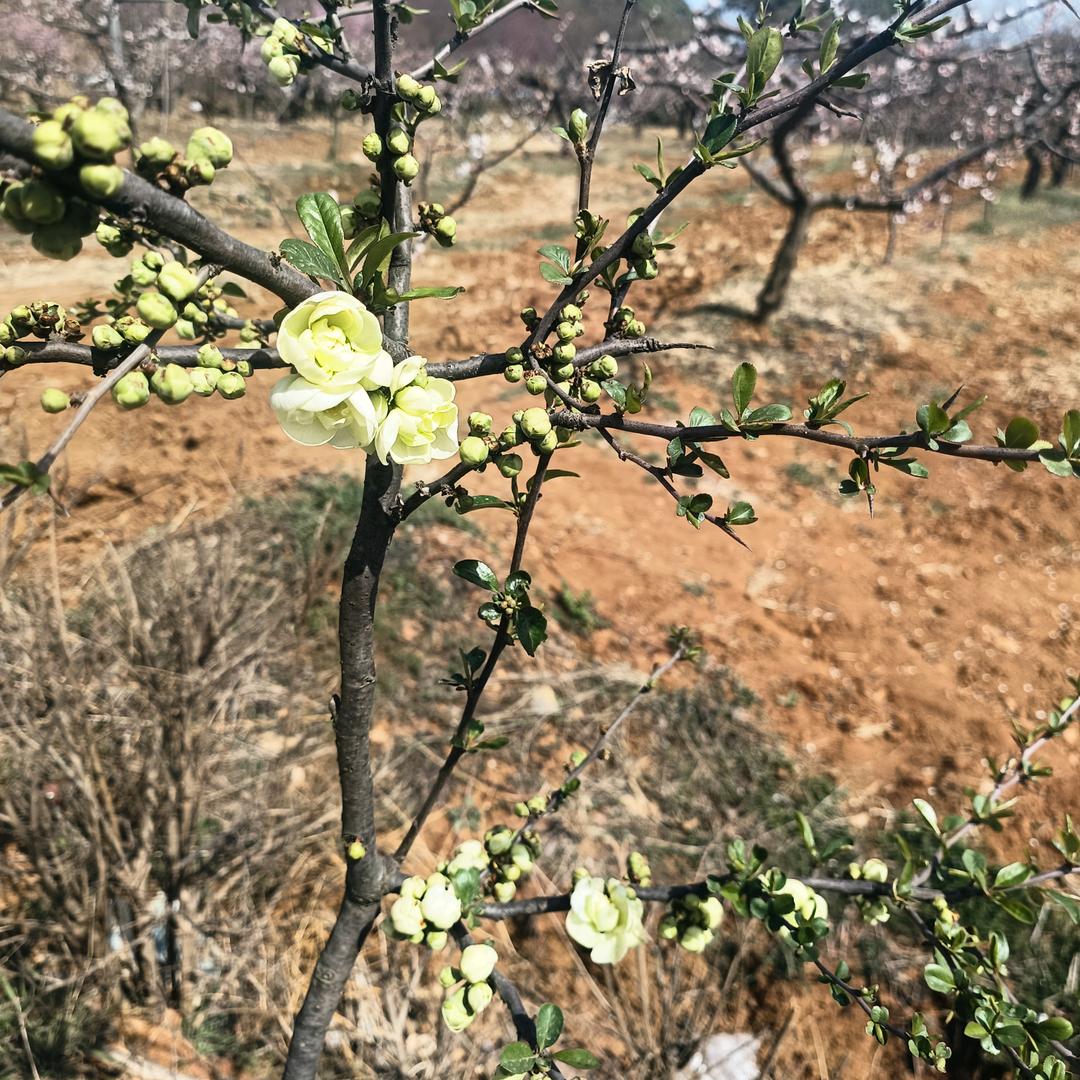 魂依爱琴海