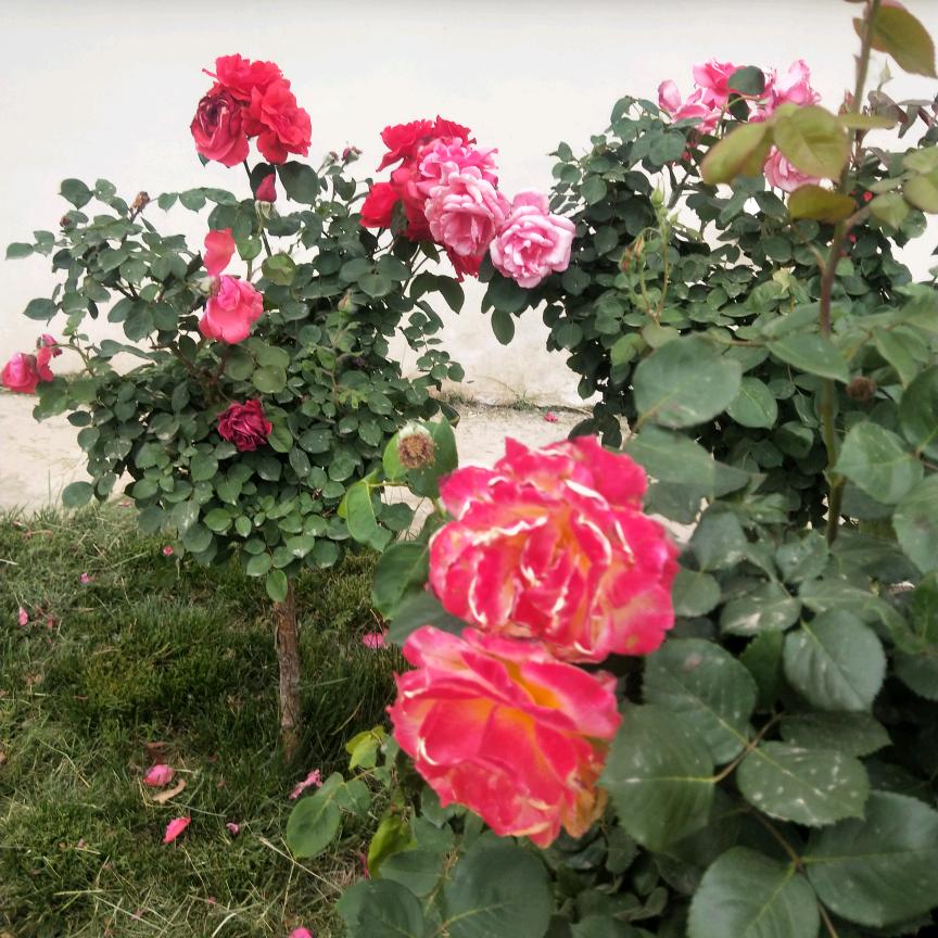 乐乐妈💃（今晚20:20首播）