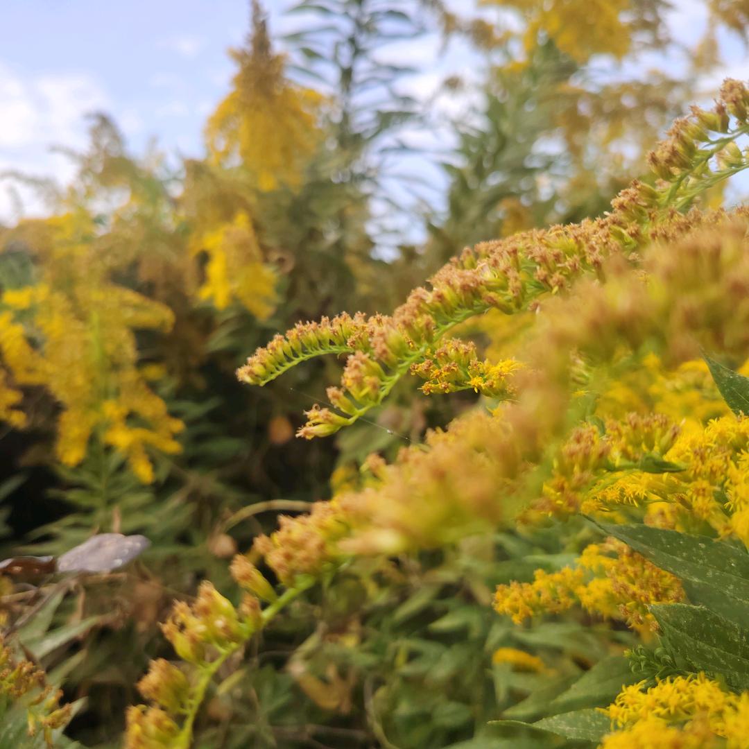正宗兵哥烤肉串