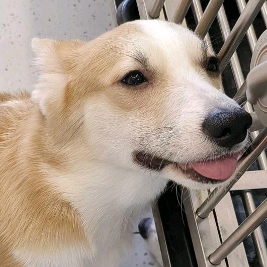 无敌暴龙贝利亚