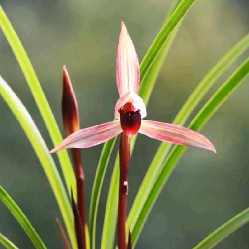 锦秀兰花苑