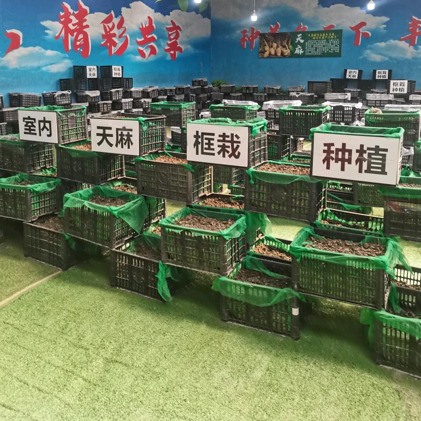 农村哥