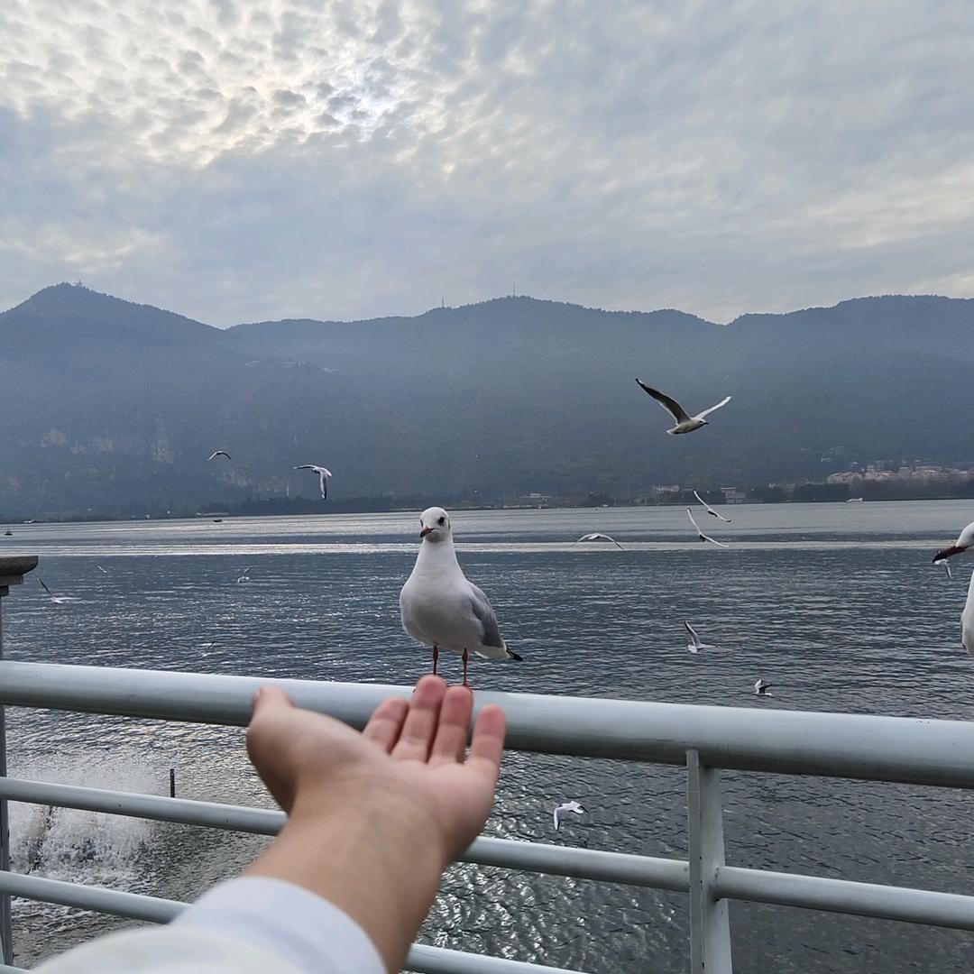 清疙瘩