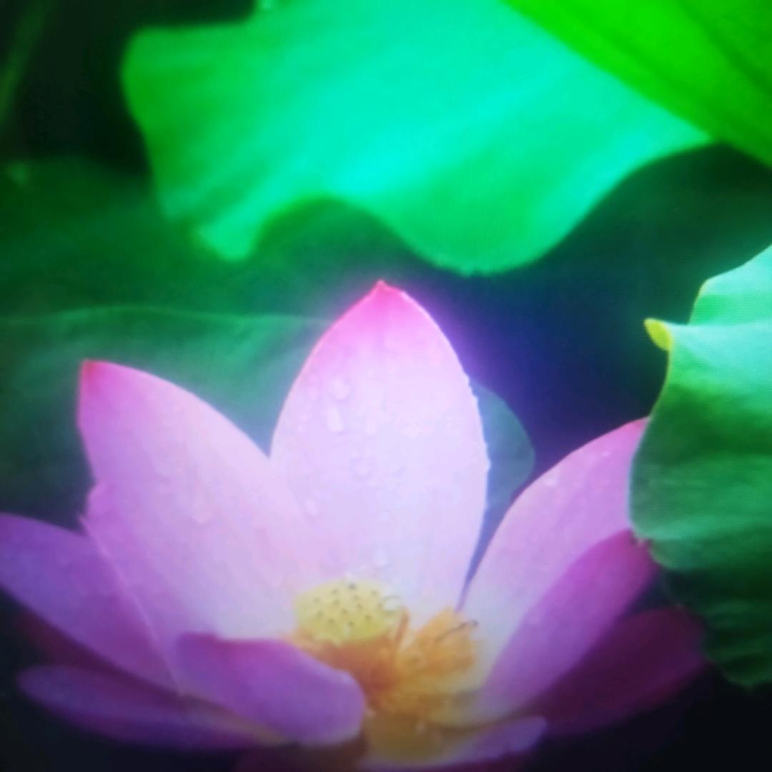 荷花姐姐