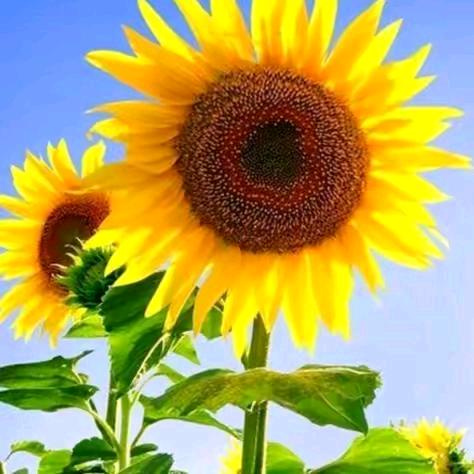 幸福一家人，凤